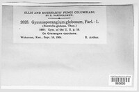 Gymnosporangium globosum image